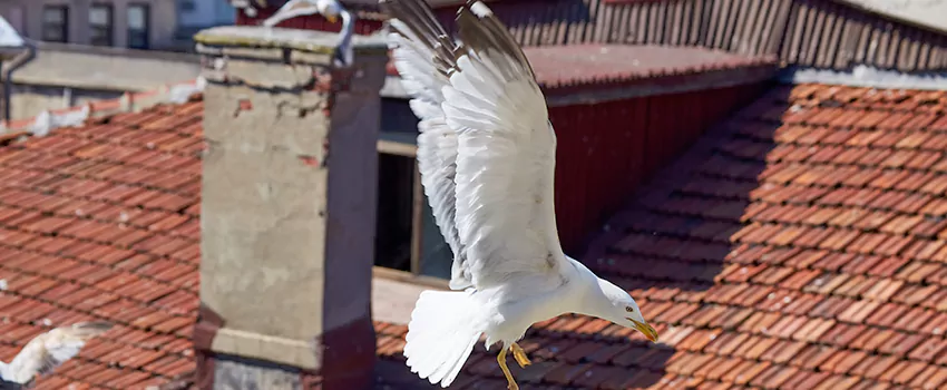 Residential Chimney Animal Removal Solution in Waukesha, WI